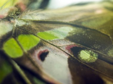 Mikroskop altında kelebek kanatları