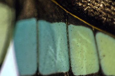 Mikroskop altında kelebek kanatları