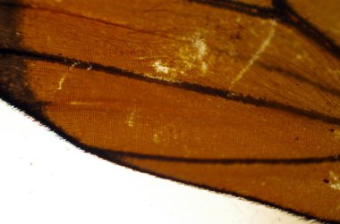 Mikroskop altında kelebek kanatları