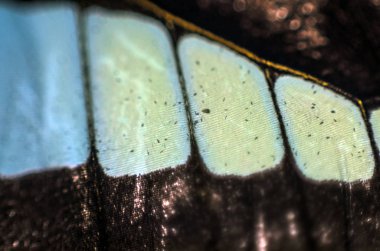 Mikroskop altında kelebek kanatları