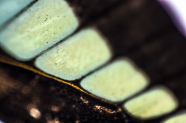 Mikroskop altında kelebek kanatları