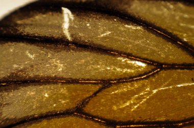 Mikroskop altında kelebek kanatları