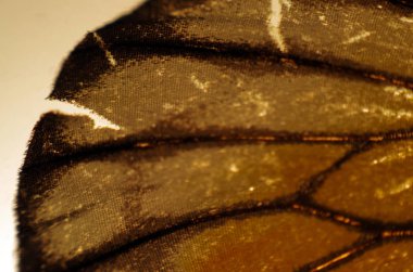 Mikroskop altında kelebek kanatları