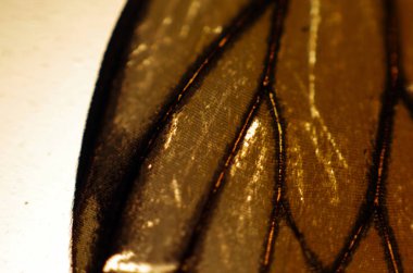 Mikroskop altında kelebek kanatları