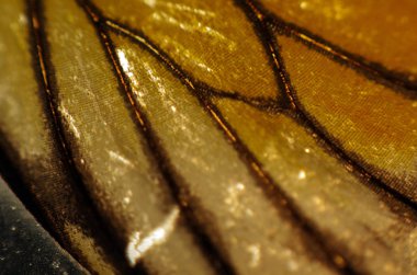 Mikroskop altında kelebek kanatları