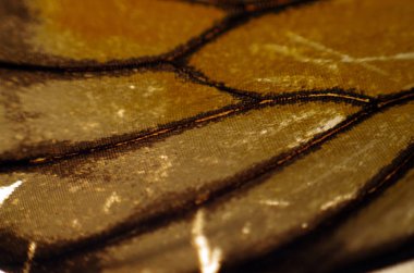 Mikroskop altında kelebek kanatları