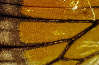 Mikroskop altında kelebek kanatları