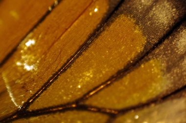 Mikroskop altında kelebek kanatları