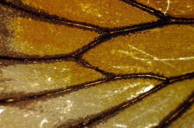 Mikroskop altında kelebek kanatları