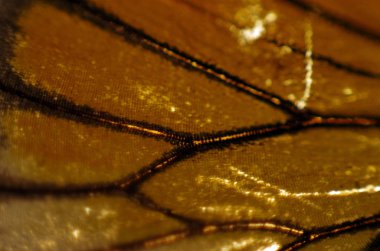 Mikroskop altında kelebek kanatları