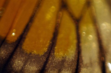 Mikroskop altında kelebek kanatları