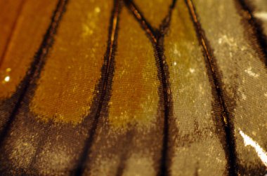 Mikroskop altında kelebek kanatları