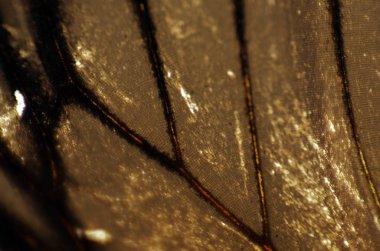 Mikroskop altında kelebek kanatları