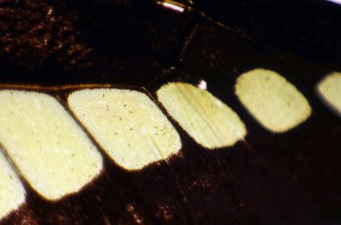 Mikroskop altında kelebek kanatları