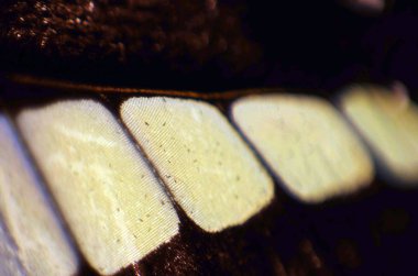 Mikroskop altında kelebek kanatları