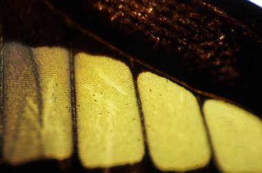 Mikroskop altında kelebek kanatları