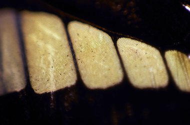 Mikroskop altında kelebek kanatları