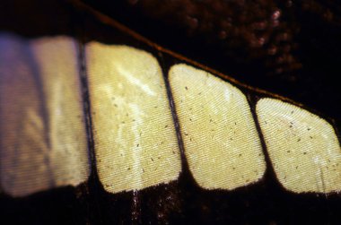 Mikroskop altında kelebek kanatları