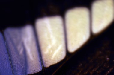 Mikroskop altında kelebek kanatları