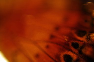 Mikroskop altında kelebek kanatları