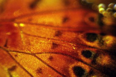 Mikroskop altında kelebek kanatları