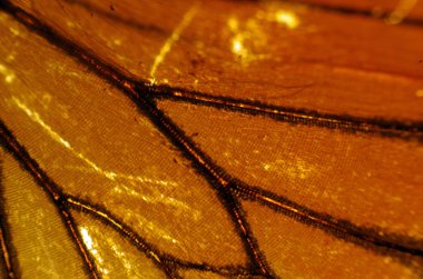 Mikroskop altında kelebek kanatları