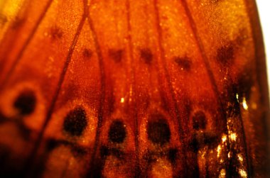 Mikroskop altında kelebek kanatları