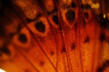 Mikroskop altında kelebek kanatları