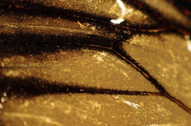 Mikroskop altında kelebek kanatları