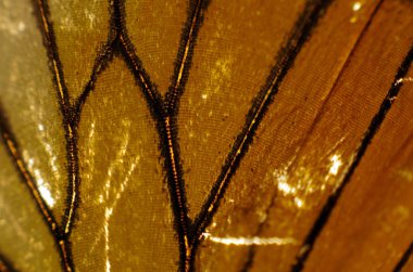 Mikroskop altında kelebek kanatları