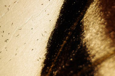 Mikroskop altında kelebek kanatları