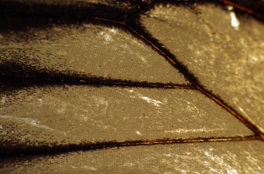 Mikroskop altında kelebek kanatları