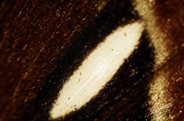 Mikroskop altında kelebek kanatları