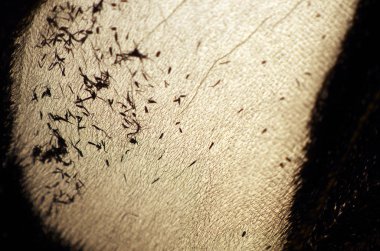 Mikroskop altında kelebek kanatları