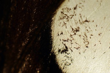 Mikroskop altında kelebek kanatları