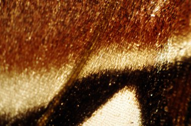 Mikroskop altında kelebek kanatları