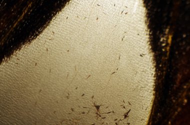 Mikroskop altında kelebek kanatları