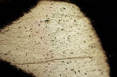 Mikroskop altında kelebek kanatları