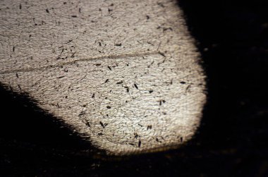 Mikroskop altında kelebek kanatları