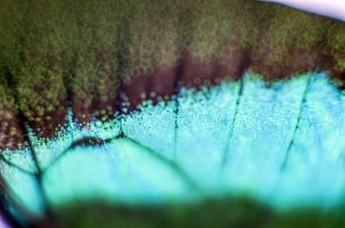 Mikroskop altında kelebek kanatları