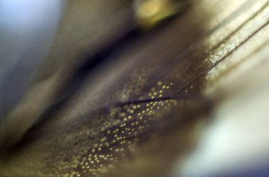 Mikroskop altında kelebek kanatları