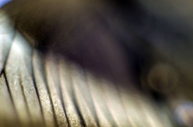 Mikroskop altında kelebek kanatları