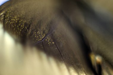 Mikroskop altında kelebek kanatları