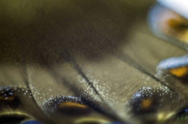 Mikroskop altında kelebek kanatları