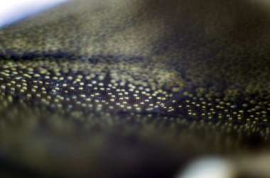 Mikroskop altında kelebek kanatları