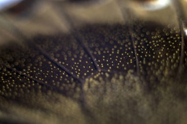 Mikroskop altında kelebek kanatları