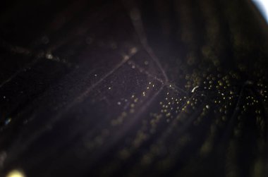 Mikroskop altında kelebek kanatları