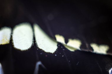 Mikroskop altında kelebek kanatları