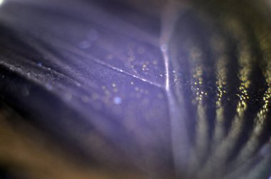 Mikroskop altında kelebek kanatları