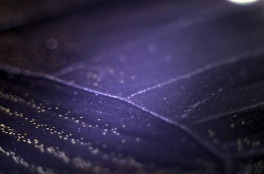 Mikroskop altında kelebek kanatları